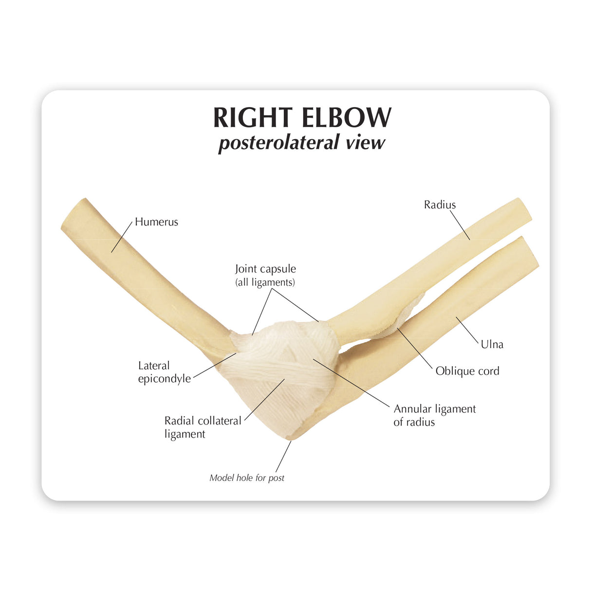 Elbow Joint Education Card