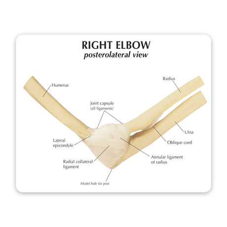 Elbow Joint Model