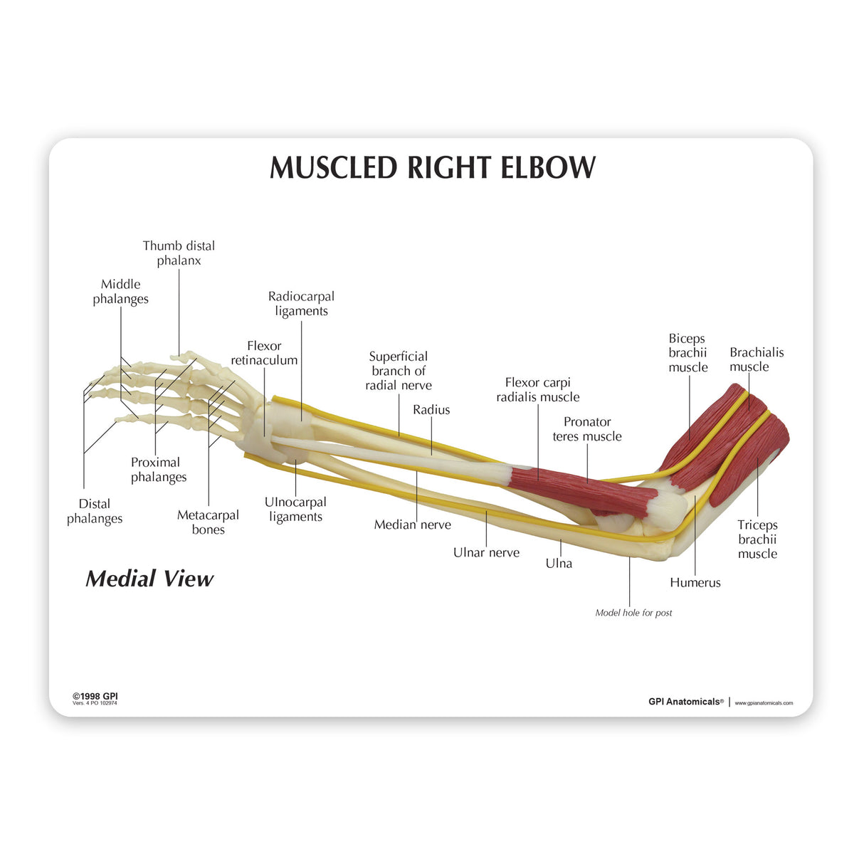 Muscled Elbow Education Card