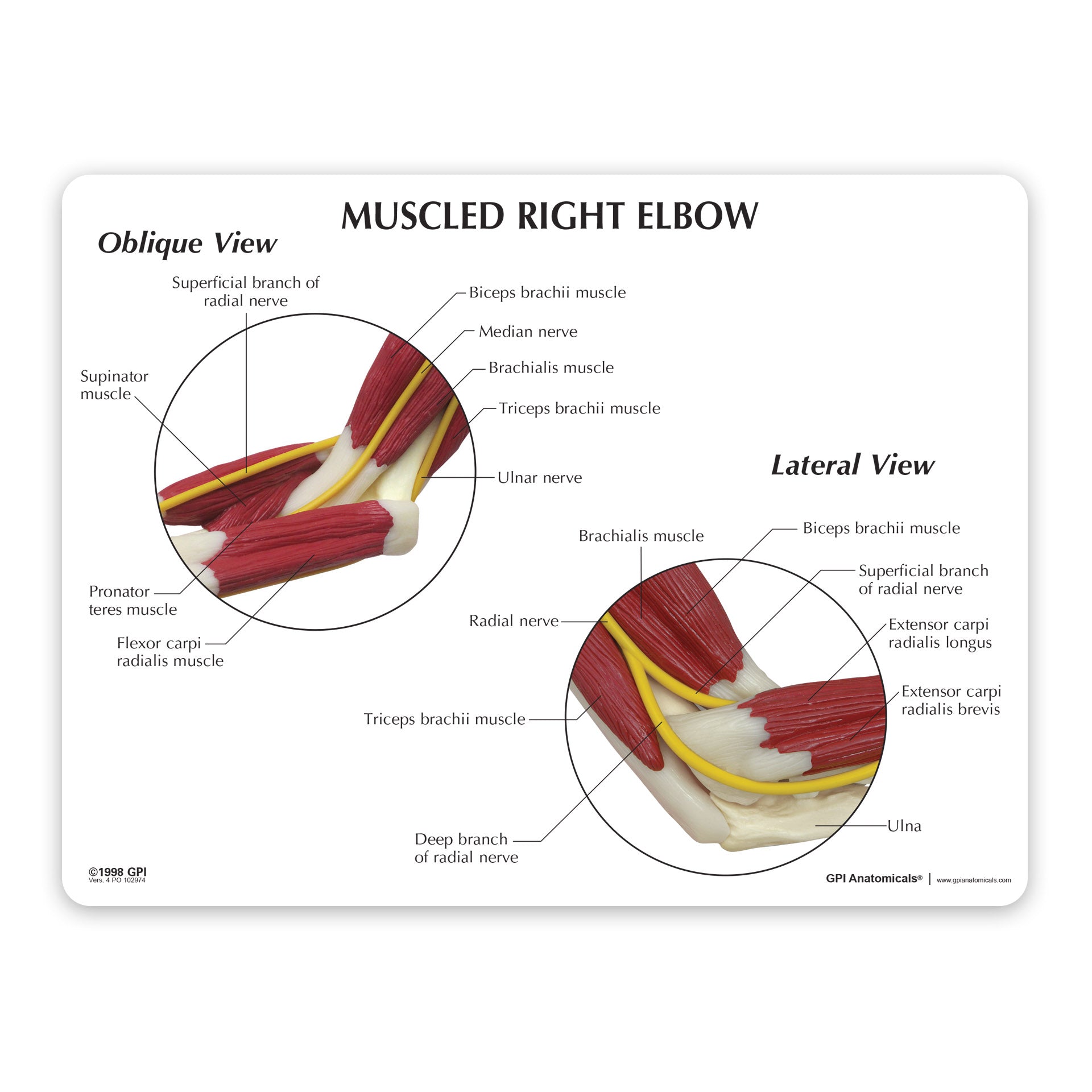 Muscled Elbow Model – GPI 3D Anatomy