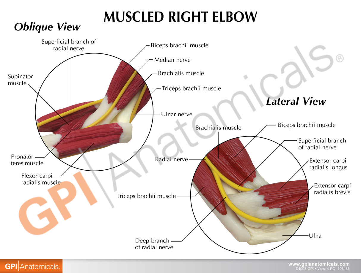 Muscled Elbow Education Card