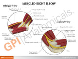 Muscled Elbow Education Card