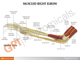 Muscled Elbow Education Card