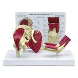 Mini-Muscled Joint Model with Hip, Shoulder, Knee, and Elbow