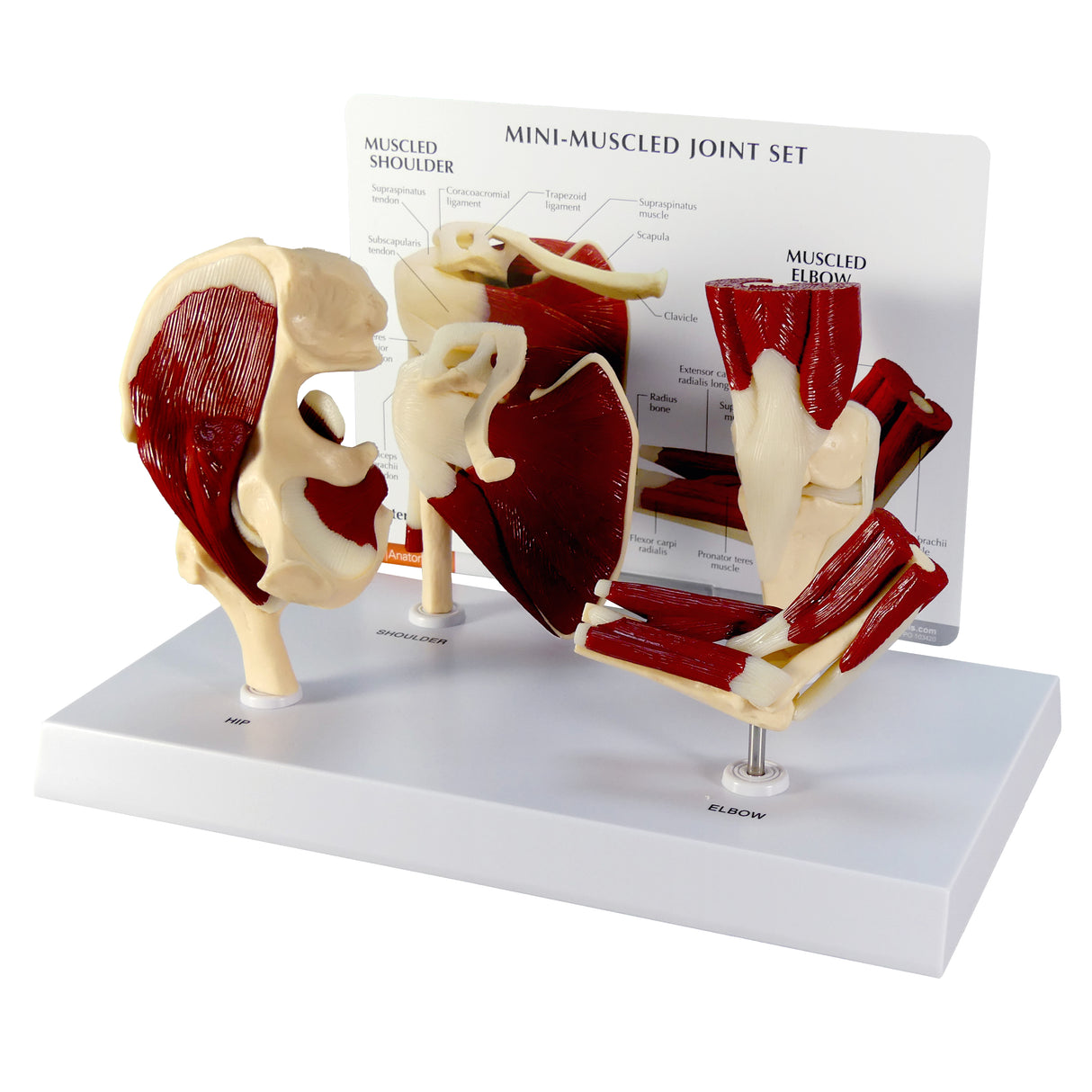 Mini-Muscled Joint Model with Hip, Shoulder, Knee, and Elbow