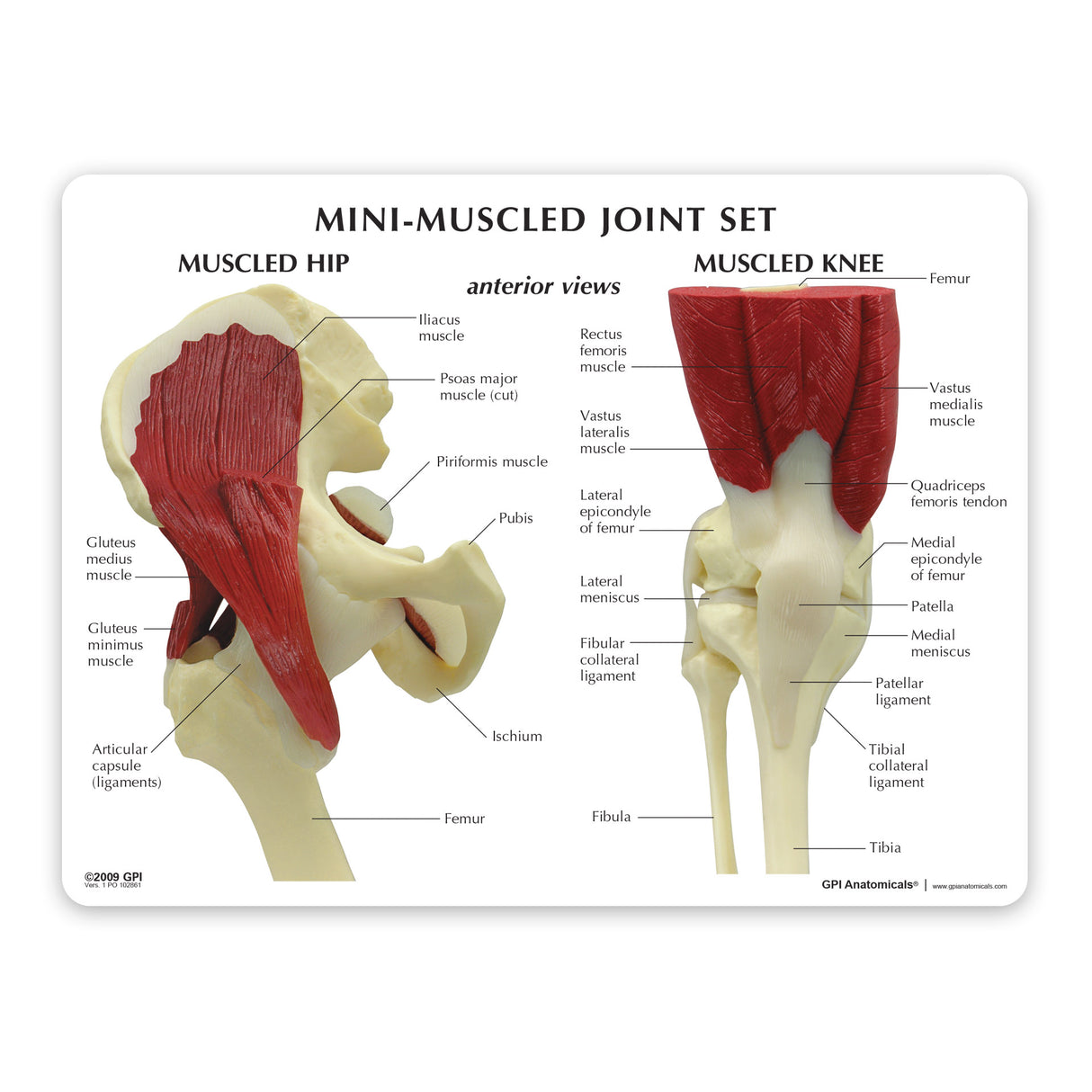 Mini-Muscled Joint Model with Hip, Shoulder, Knee, and Elbow