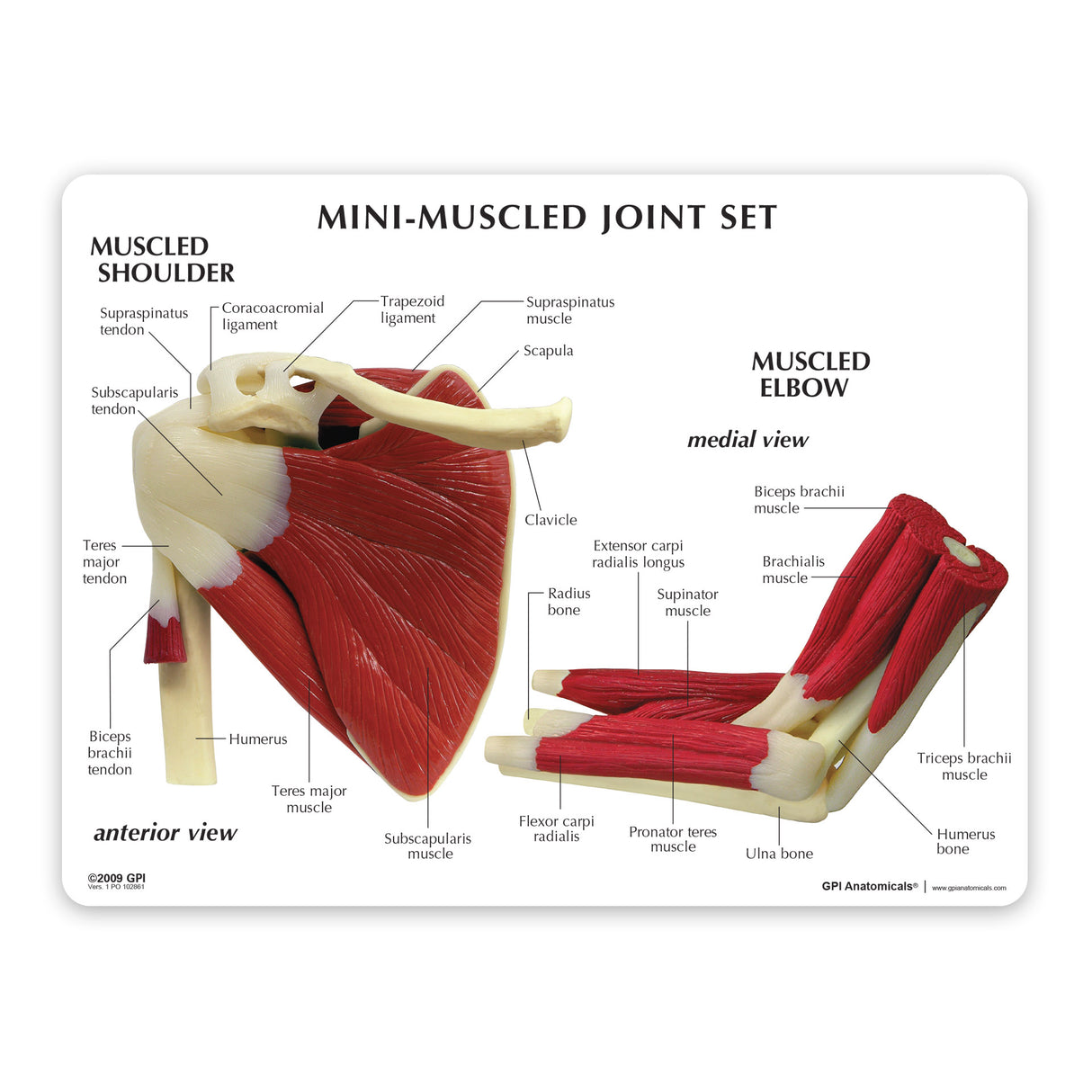 Mini-Muscled Joint Set Education Card