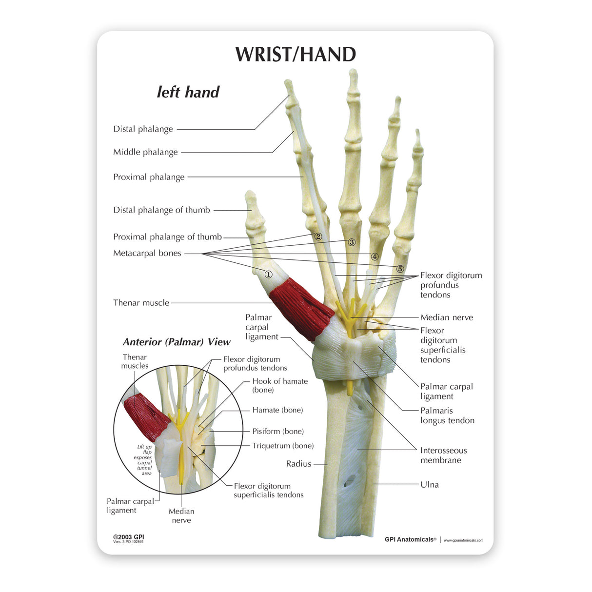 Hand and Wrist Education Card