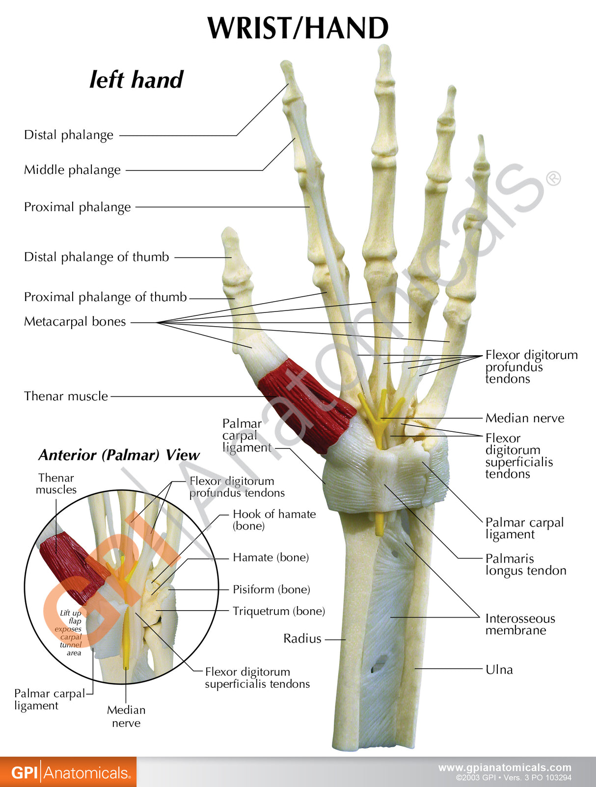 Hand and Wrist Model