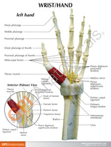 Hand and Wrist Model