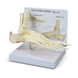 Foot and Ankle Model