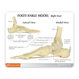 Foot and Ankle Model