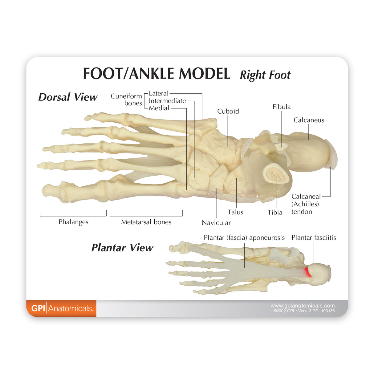 Foot and Ankle Education Card