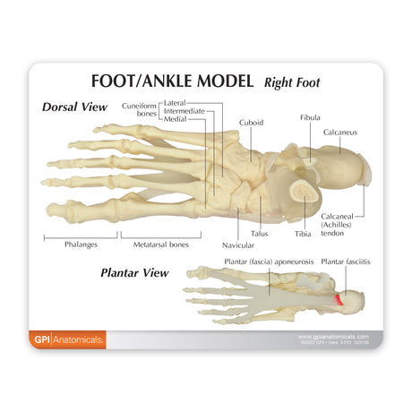 Foot and Ankle Model