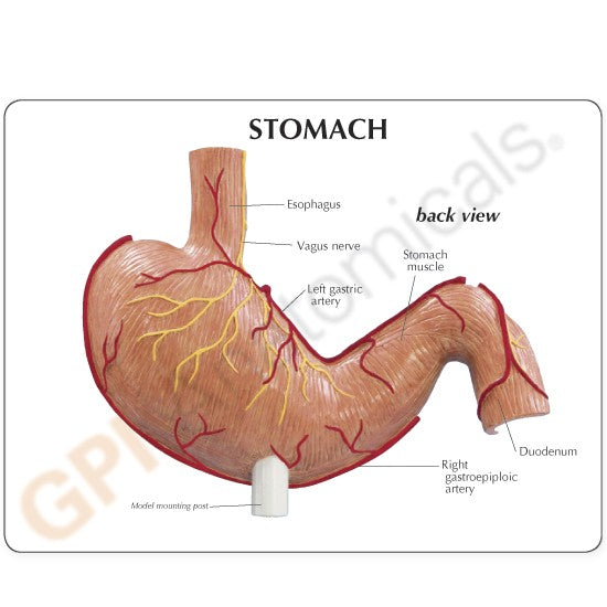 Stomach Cancer Model