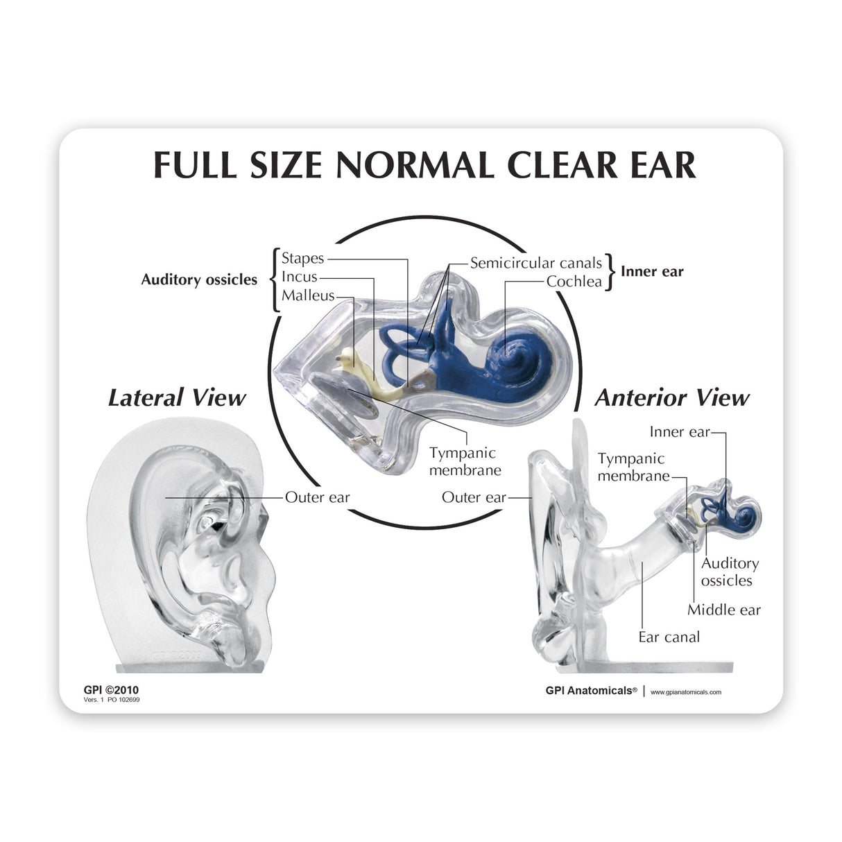 Ear Model, Clear