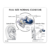 Ear Model, Clear