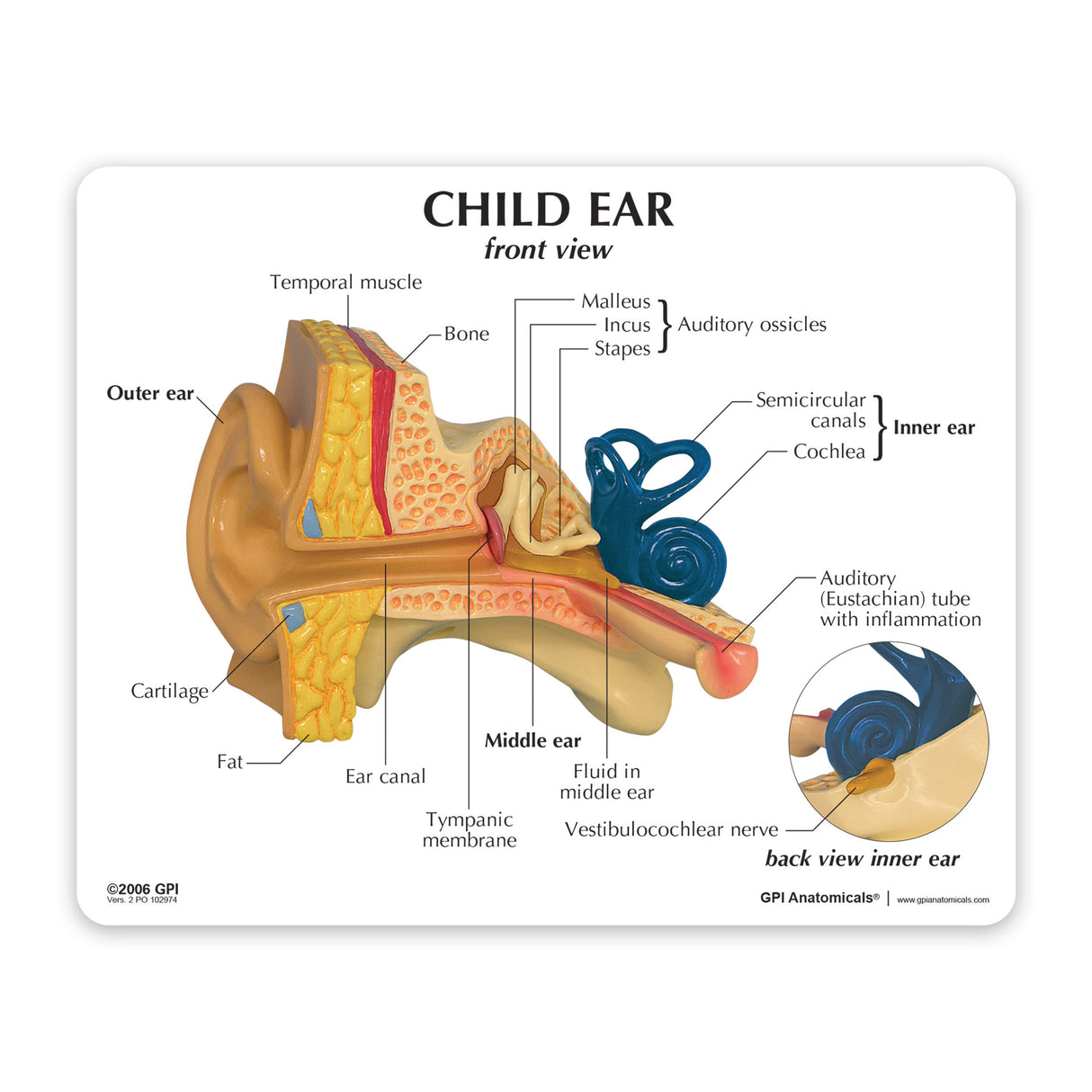 Child's Ear Education Card