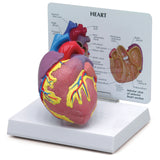 Heart Model