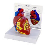 Heart Model