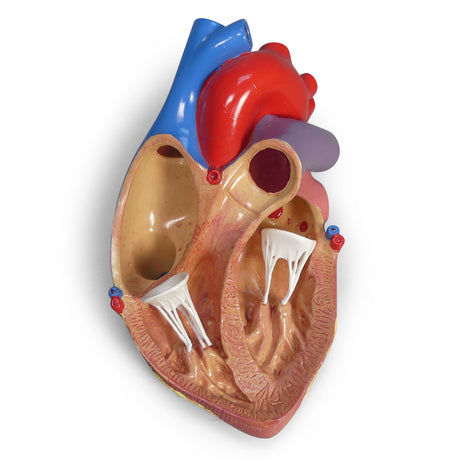 Heart Model