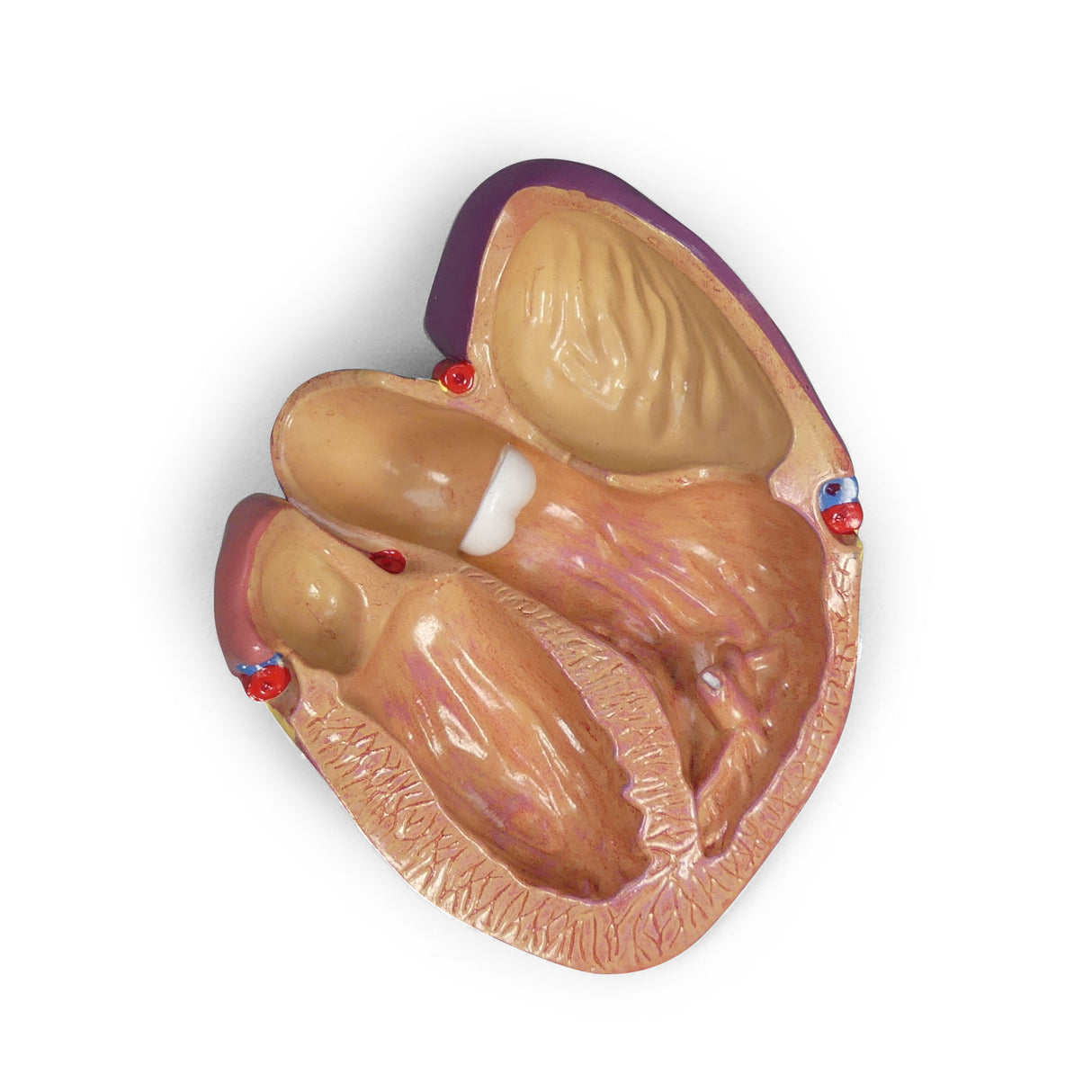 Heart Model