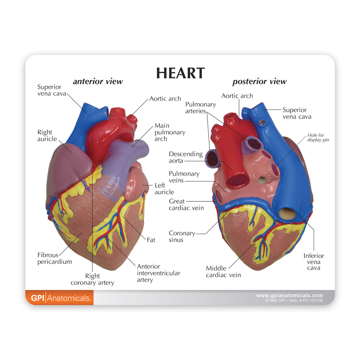 Heart Education Card