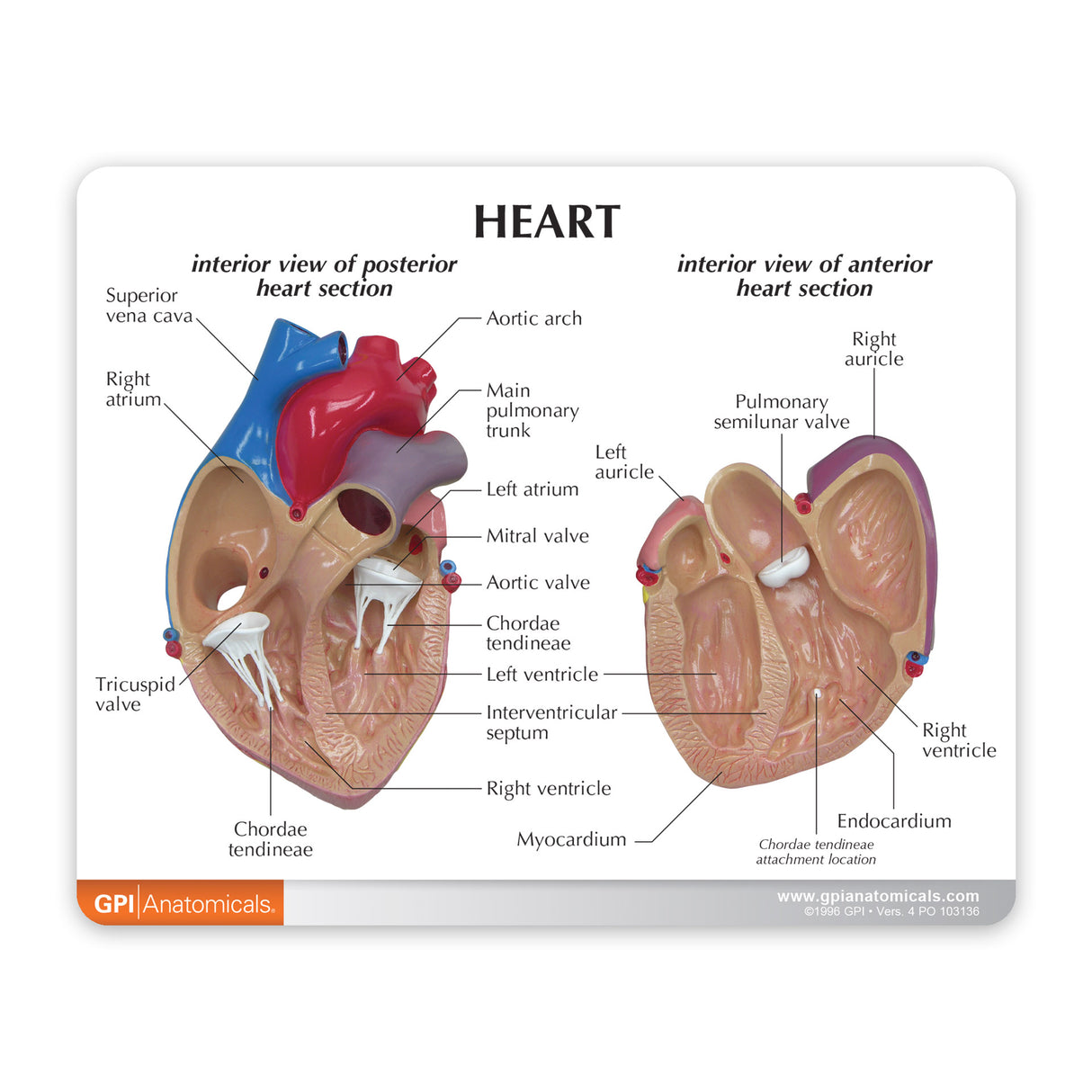 Heart Education Card