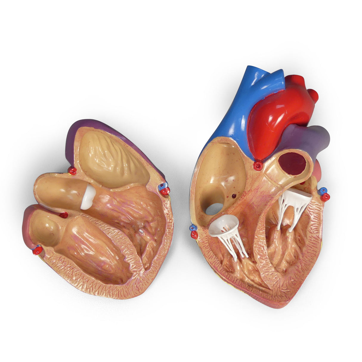 Heart Model