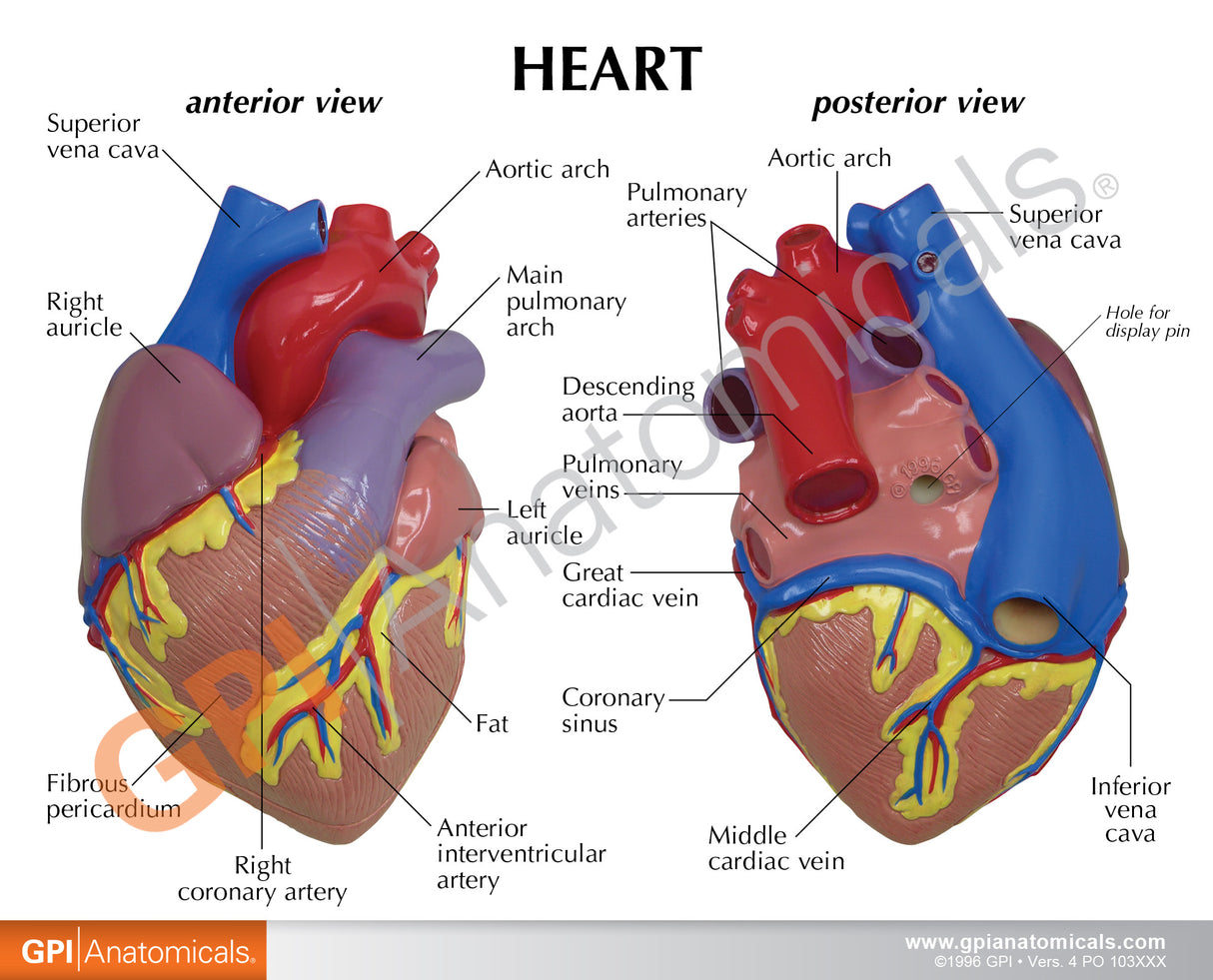 Heart Education Card