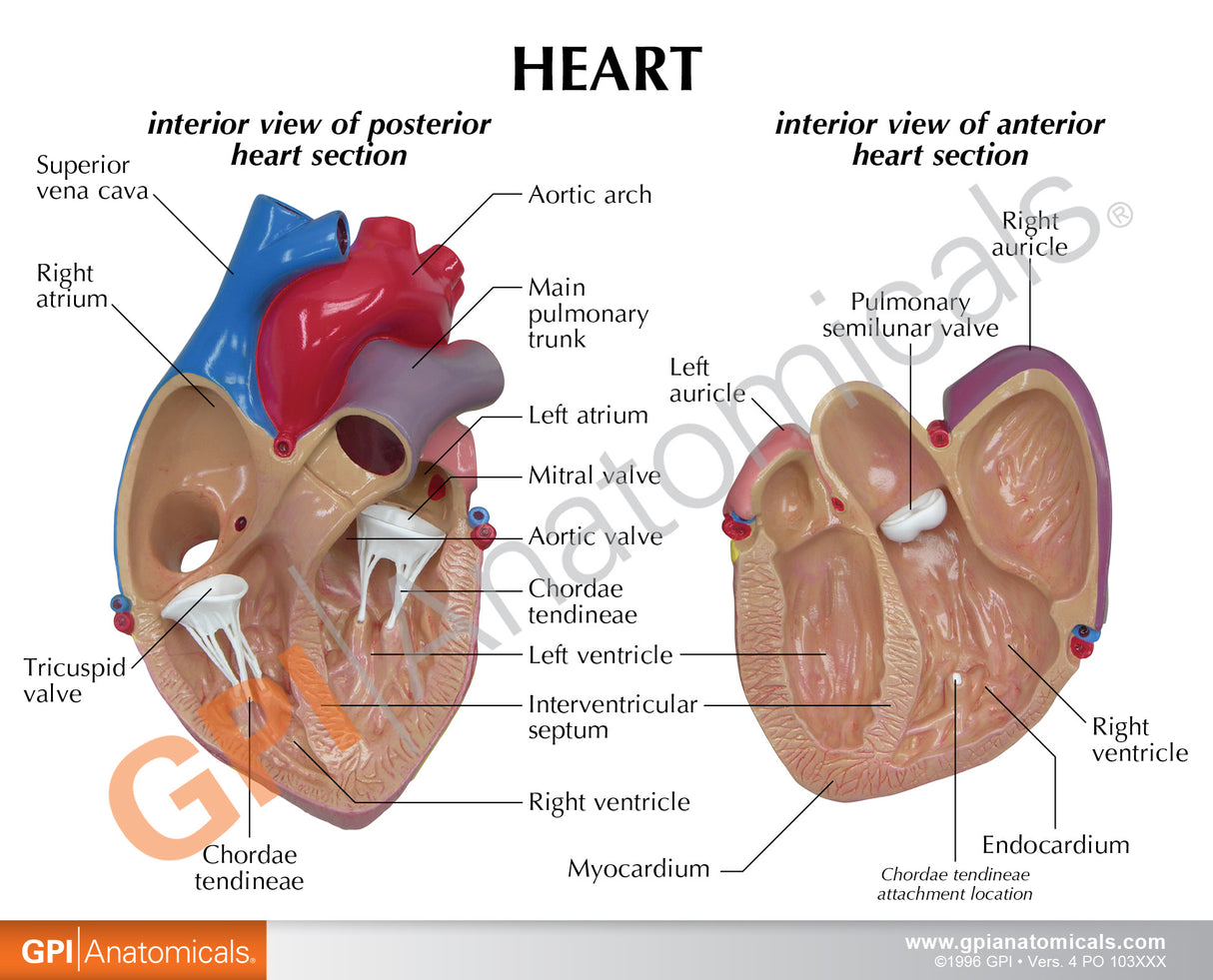 Heart Education Card