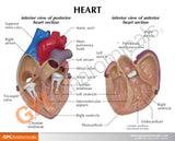 Heart Model