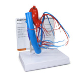 Coronary Arteries and Cardiac Veins Heart Model