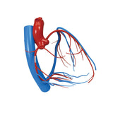 Coronary Arteries and Cardiac Veins Heart Model