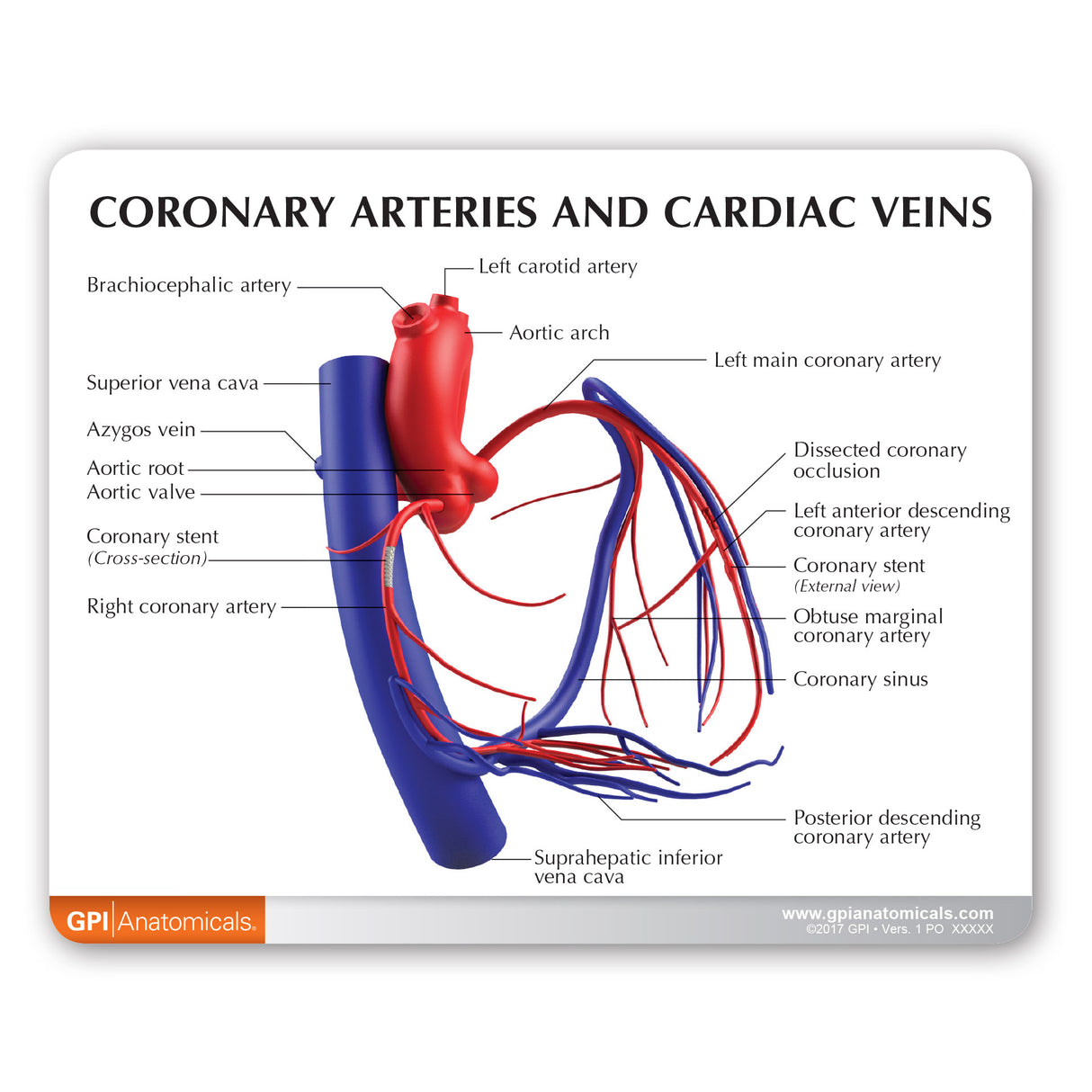 Coronary Arteries and Cardiac Veins Education Card