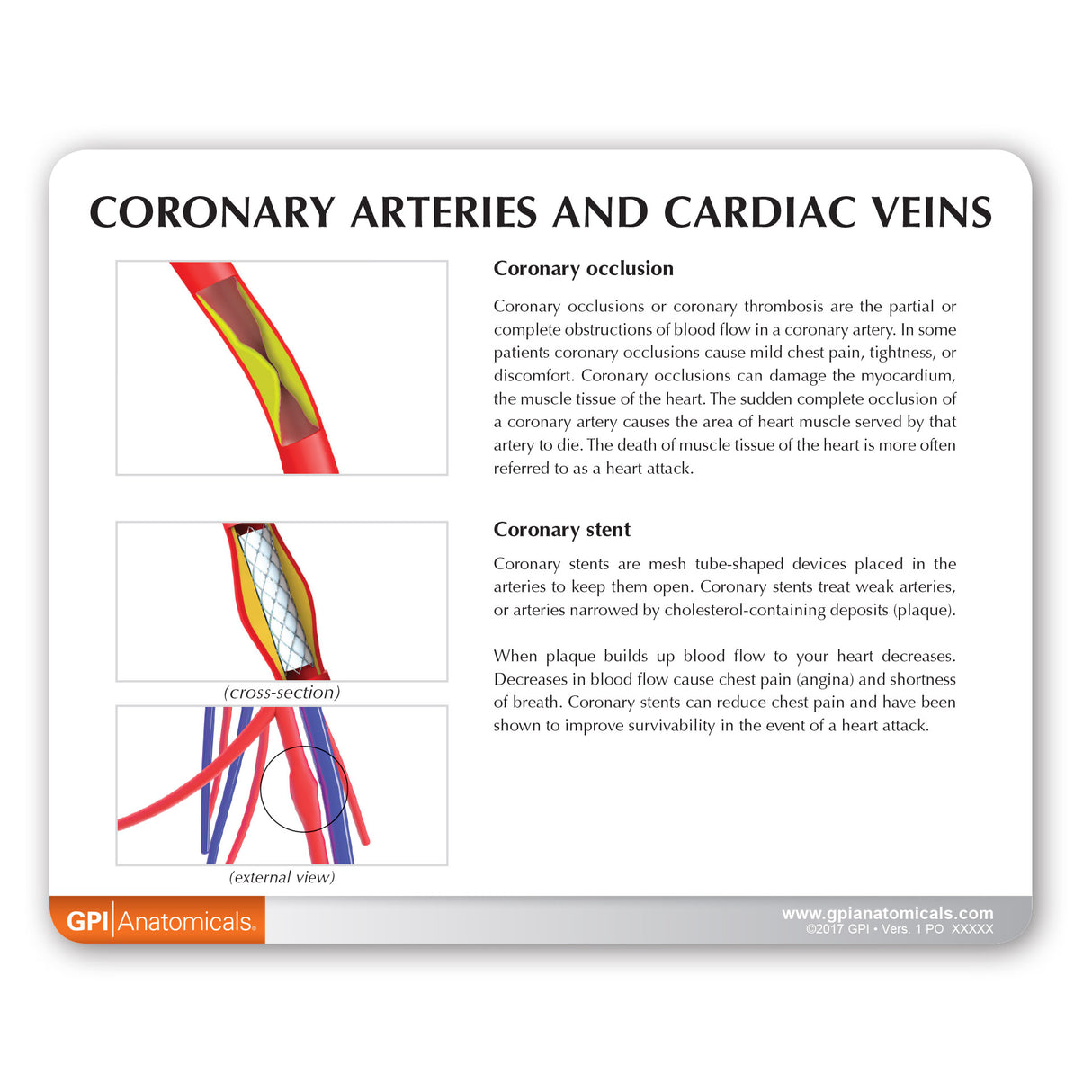 Coronary Arteries and Cardiac Veins Education Card