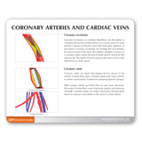 Coronary Arteries and Cardiac Veins Education Card