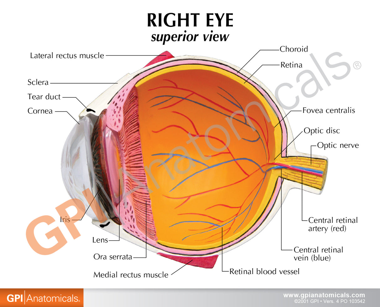 Eye Education Card