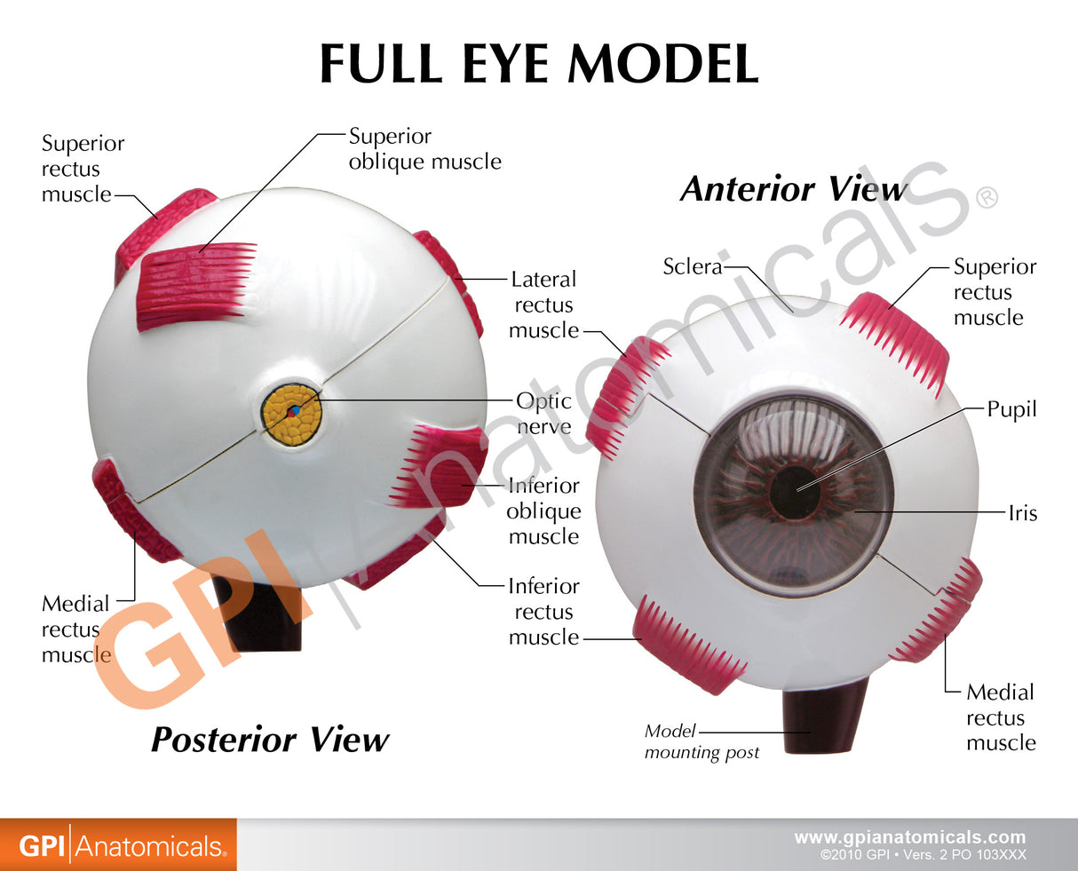 Full Eye Education Card