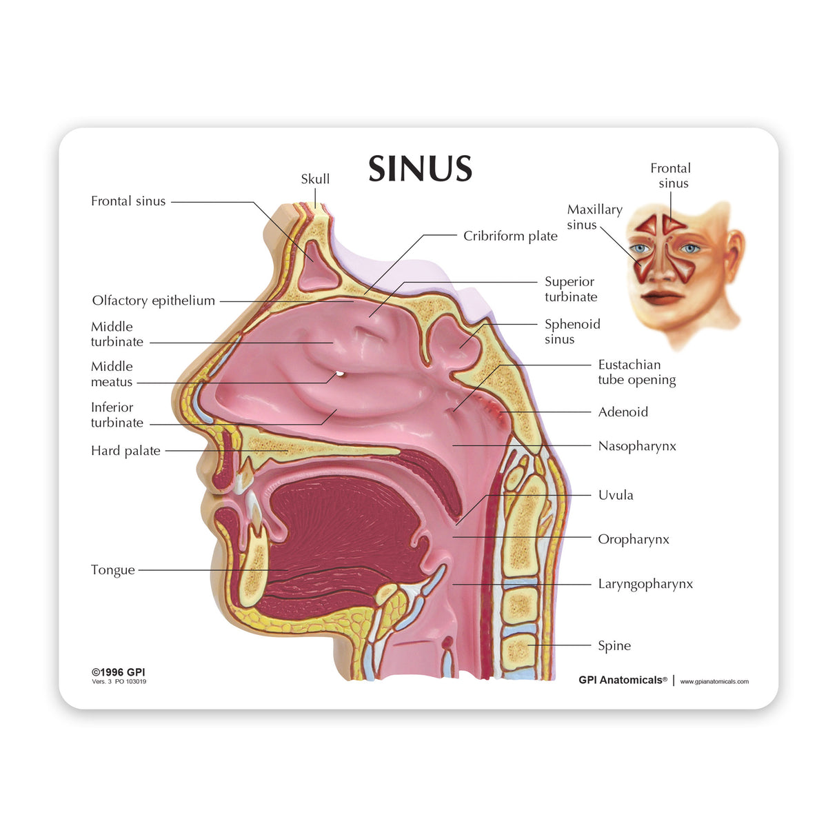 Sinus Education Card