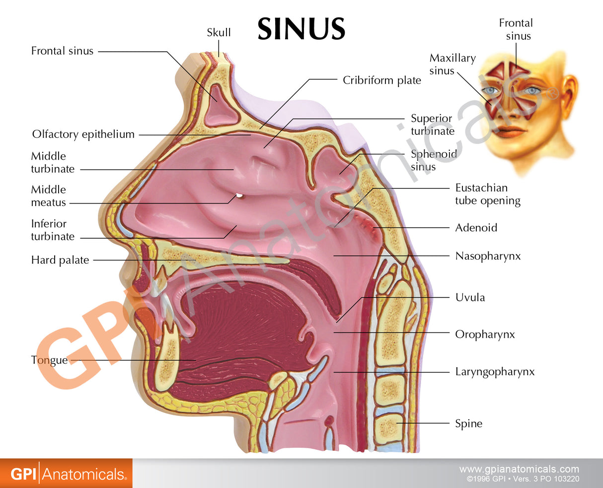 Sinus Education Card