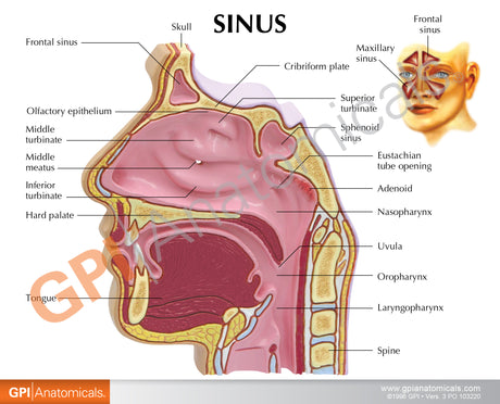 Sinus Model