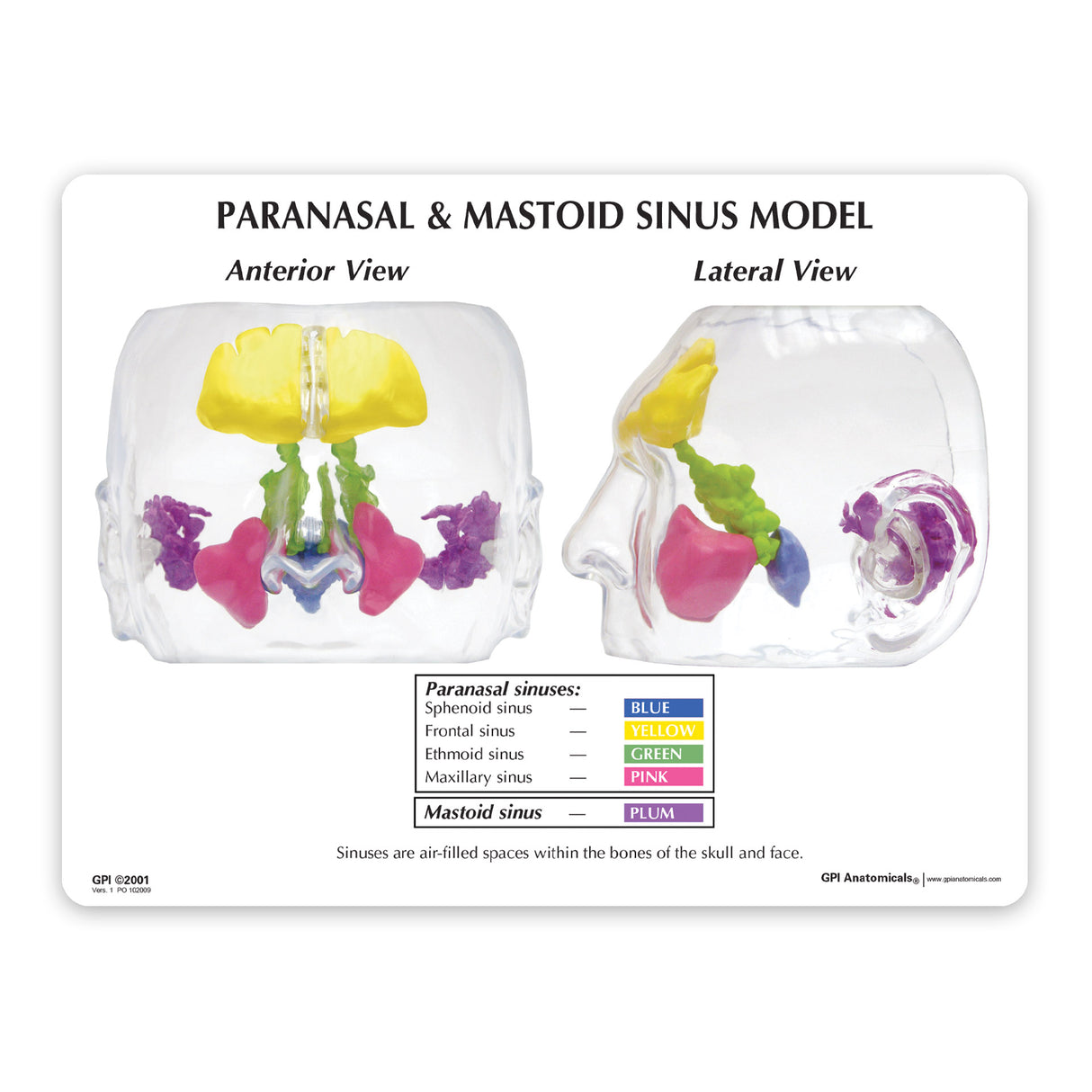 Clear Sinus Education Card