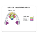 Clear Sinus Model