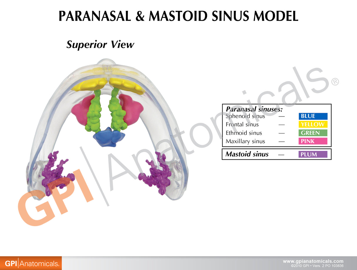 Clear Sinus Education Card