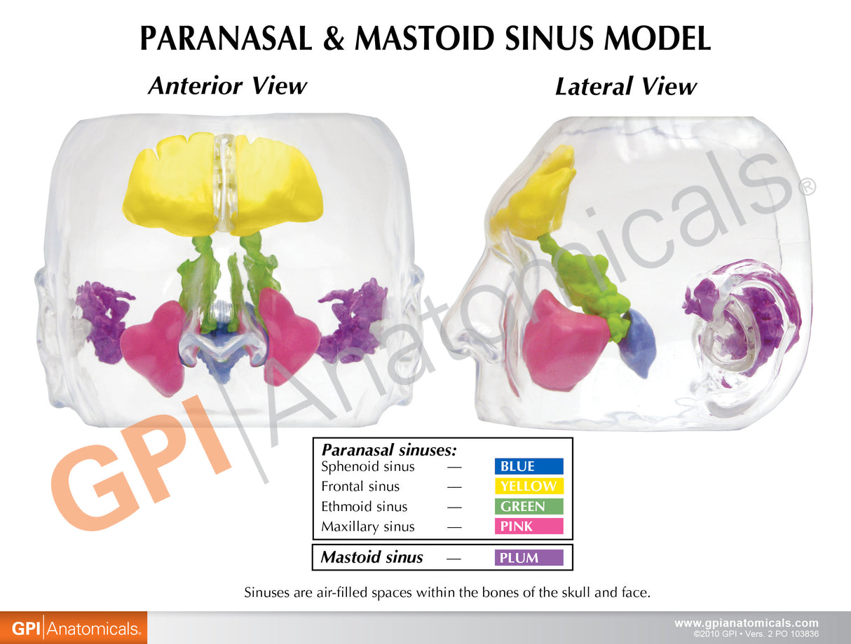 Clear Sinus Education Card