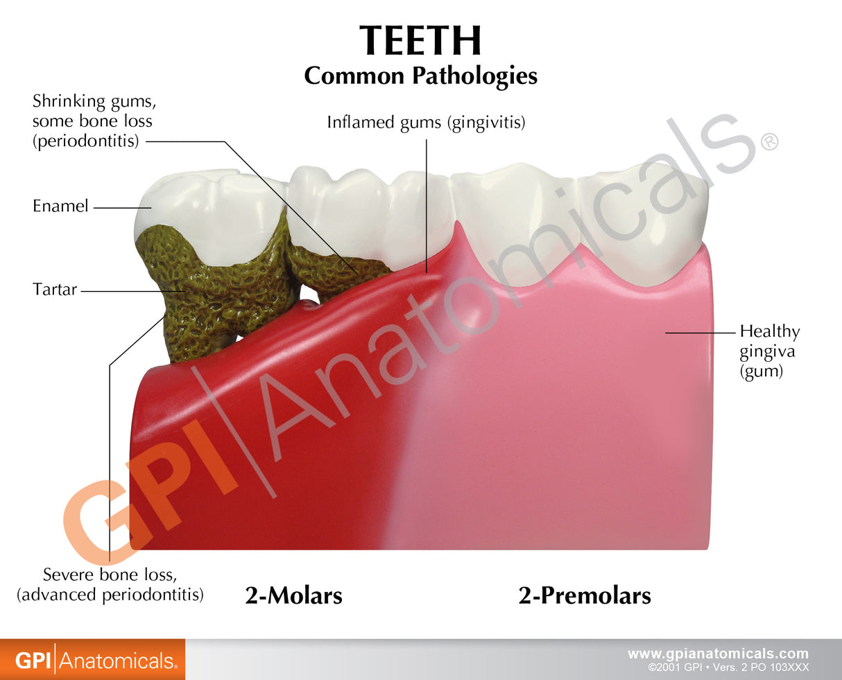 Teeth Education Card