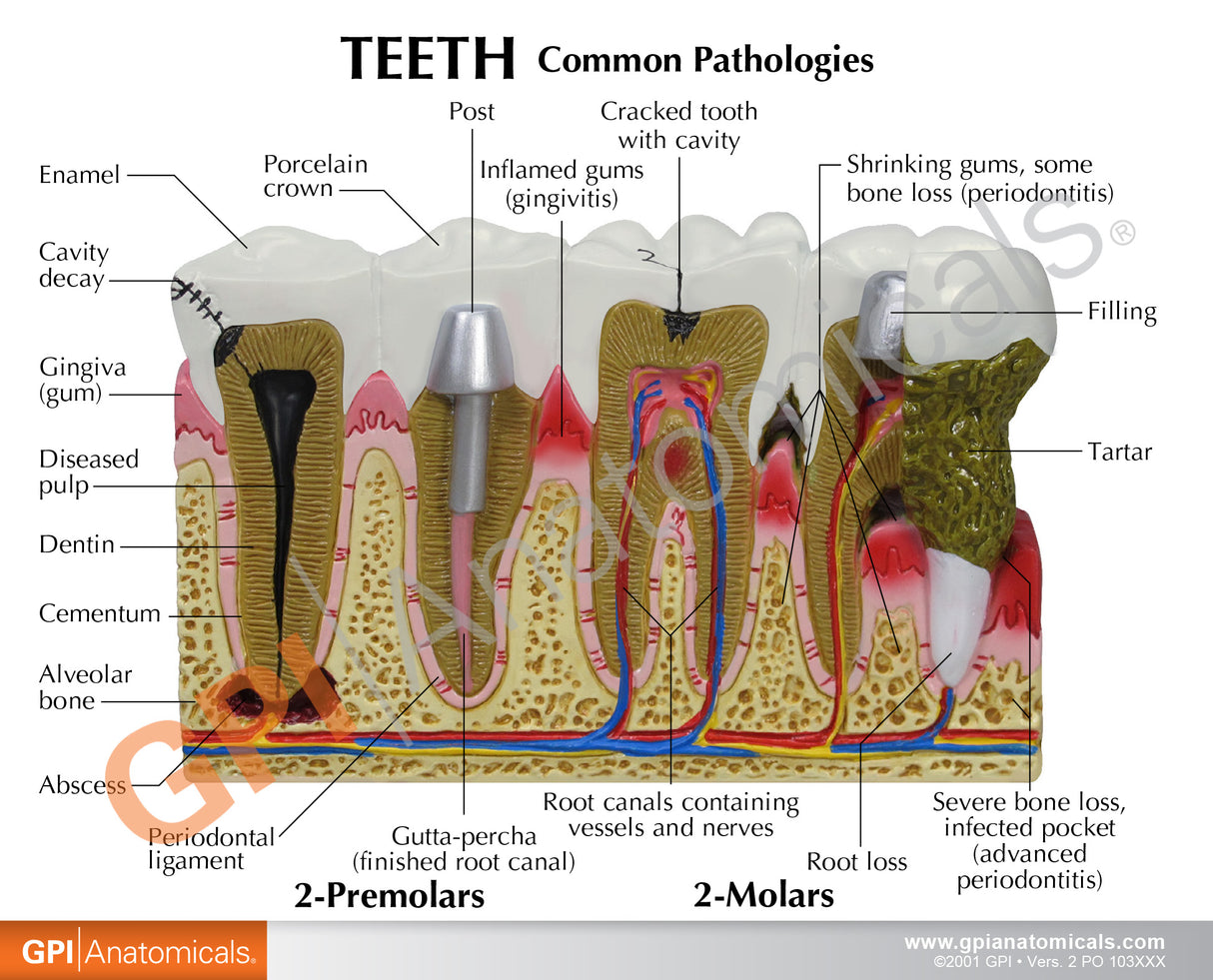 Teeth Education Card