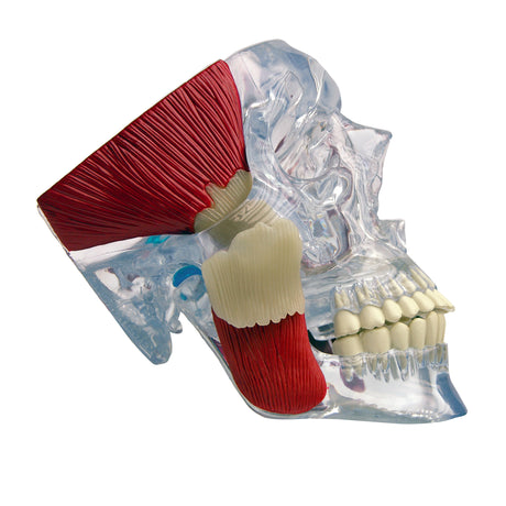 Temporomandibular Joint (TMJ) Model