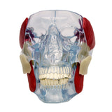 Temporomandibular Joint (TMJ) Model